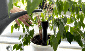 Gif zeigt kurze Szene wie eine Hand mit Gießkanne Wasser in den Wurzelgießer einfüllt, der in einem Blumentopf steckt