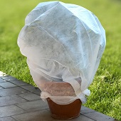 Blumenpflege