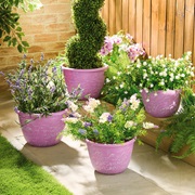 Lavendel