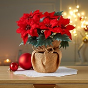 Stilvolle Tisch-Deko für Weihnachten